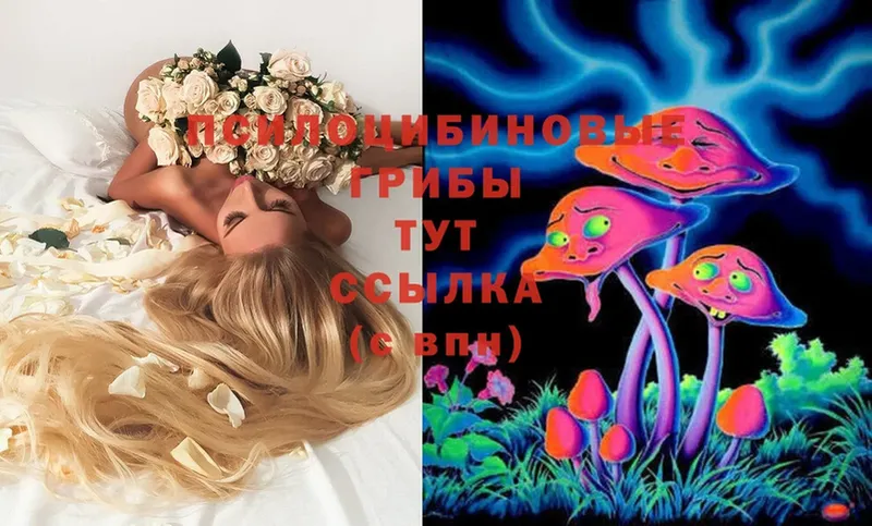 Псилоцибиновые грибы Cubensis  Северодвинск 